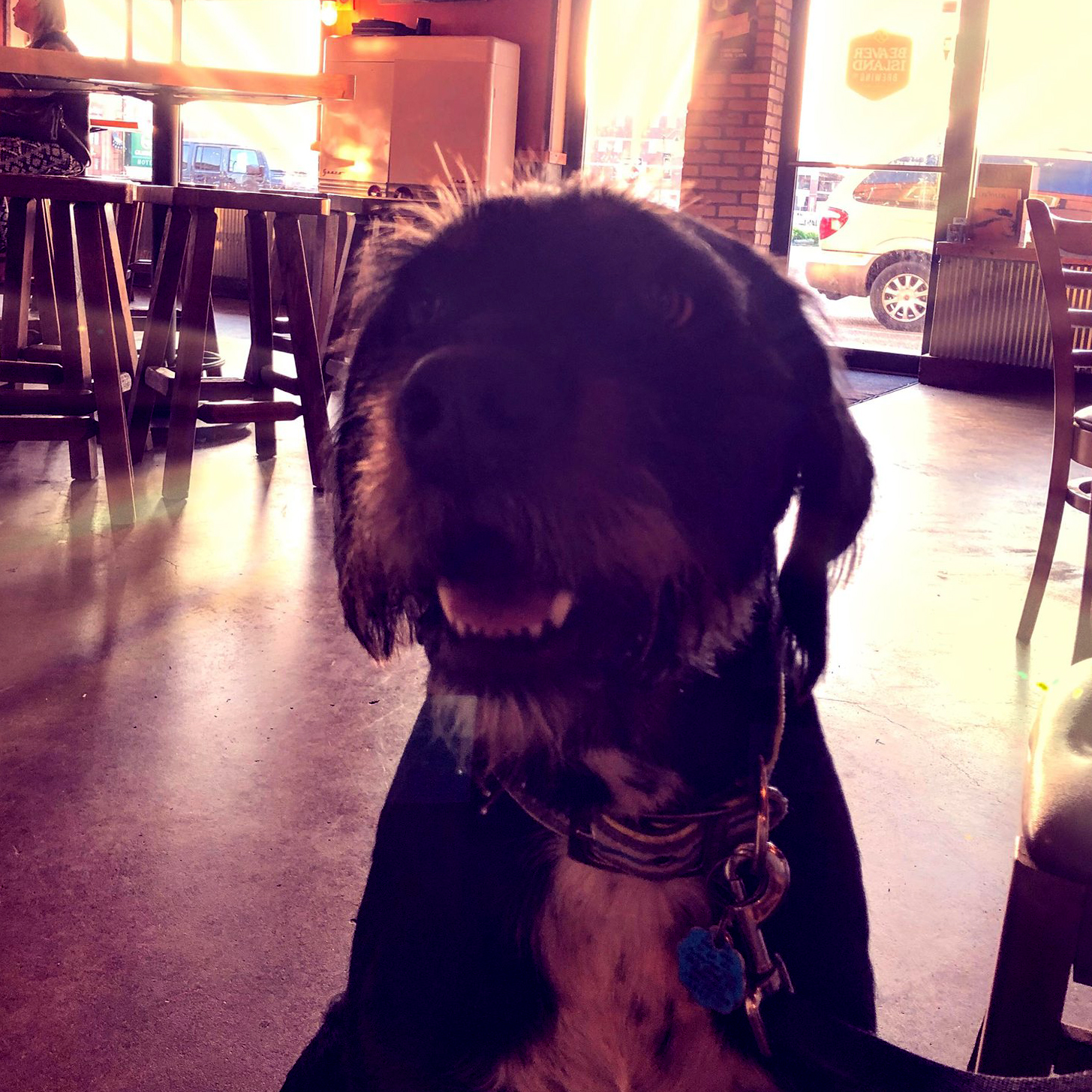 Beaver Island Brewing DogFriendly Establishment Beaver Island